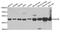 Hydroxyacyl-CoA Dehydrogenase Trifunctional Multienzyme Complex Subunit Beta antibody, LS-B13884, Lifespan Biosciences, Western Blot image 