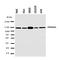 Prominin 1 antibody, orb163554, Biorbyt, Western Blot image 