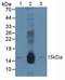 Damage Specific DNA Binding Protein 2 antibody, LS-C314463, Lifespan Biosciences, Western Blot image 