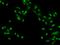 Zinc Finger And BTB Domain Containing 20 antibody, 204836-T02, Sino Biological, Immunohistochemistry frozen image 