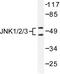 Mitogen-Activated Protein Kinase 8 antibody, LS-C176419, Lifespan Biosciences, Western Blot image 
