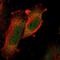 MAPK Activated Protein Kinase 5 antibody, HPA015515, Atlas Antibodies, Immunocytochemistry image 