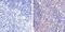 Mpf antibody, GTX13593, GeneTex, Immunohistochemistry paraffin image 