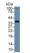 Alpha-1-Microglobulin/Bikunin Precursor antibody, MBS2001596, MyBioSource, Western Blot image 