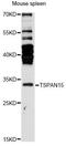 Tetraspanin 15 antibody, LS-C749399, Lifespan Biosciences, Western Blot image 