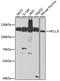 Helicase, Lymphoid Specific antibody, A04702, Boster Biological Technology, Western Blot image 