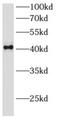 Archaelysin Family Metallopeptidase 2 antibody, FNab00386, FineTest, Western Blot image 