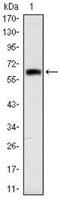 Orthodenticle Homeobox 2 antibody, NBP2-37597, Novus Biologicals, Western Blot image 