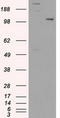 Ubiquitin Specific Peptidase 38 antibody, LS-C114438, Lifespan Biosciences, Western Blot image 