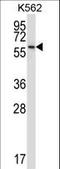 Neuropeptide FF Receptor 1 antibody, LS-C162959, Lifespan Biosciences, Western Blot image 