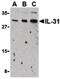 Interleukin 31 antibody, PA5-20219, Invitrogen Antibodies, Western Blot image 