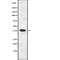 Somatostatin receptor type 5 antibody, abx218774, Abbexa, Western Blot image 