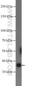 Lin-37 DREAM MuvB Core Complex Component antibody, 26651-1-AP, Proteintech Group, Western Blot image 