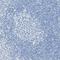Polymeric Immunoglobulin Receptor antibody, NBP1-86095, Novus Biologicals, Immunohistochemistry paraffin image 