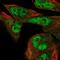 Formin 1 antibody, PA5-61324, Invitrogen Antibodies, Immunofluorescence image 