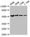 G Protein Subunit Beta 1 Like antibody, orb51654, Biorbyt, Western Blot image 