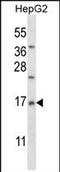 Mitochondrial Ribosomal Protein L33 antibody, PA5-71856, Invitrogen Antibodies, Western Blot image 