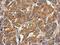 Complement Factor B antibody, PA5-27924, Invitrogen Antibodies, Immunohistochemistry frozen image 