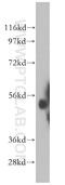 Aldehyde Dehydrogenase 1 Family Member A2 antibody, 13951-1-AP, Proteintech Group, Western Blot image 