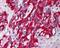 Dynein Light Chain LC8-Type 1 antibody, LS-C54726, Lifespan Biosciences, Immunohistochemistry frozen image 