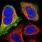 Cadherin 17 antibody, NBP1-88238, Novus Biologicals, Immunofluorescence image 