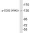 CD22 Molecule antibody, LS-C291488, Lifespan Biosciences, Western Blot image 