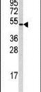 Cyclin B1 antibody, PA5-14558, Invitrogen Antibodies, Western Blot image 