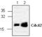 Cell Division Cycle 42 antibody, GTX59629, GeneTex, Western Blot image 
