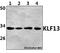 Kruppel Like Factor 13 antibody, A07076, Boster Biological Technology, Western Blot image 