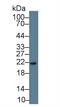 Regenerating Family Member 3 Gamma antibody, abx132048, Abbexa, Western Blot image 