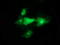 SYT4 antibody, LS-C174548, Lifespan Biosciences, Immunofluorescence image 