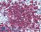 CD20 antibody, LS-B2659, Lifespan Biosciences, Immunohistochemistry frozen image 