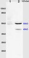Calponin 2 antibody, orb1332, Biorbyt, Western Blot image 