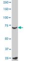 MYB Proto-Oncogene Like 2 antibody, H00004605-M02, Novus Biologicals, Western Blot image 