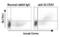 Tumor Protein P63 antibody, orb74209, Biorbyt, Flow Cytometry image 