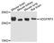 HDGF Like 3 antibody, STJ111429, St John