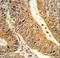 CXXC Finger Protein 4 antibody, LS-C167188, Lifespan Biosciences, Immunohistochemistry paraffin image 