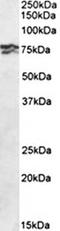 Replication protein A 70 kDa DNA-binding subunit antibody, orb137106, Biorbyt, Western Blot image 