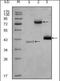 Histone Deacetylase 3 antibody, orb89251, Biorbyt, Western Blot image 