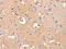 ADP Ribosylation Factor Guanine Nucleotide Exchange Factor 2 antibody, CSB-PA599713, Cusabio, Immunohistochemistry paraffin image 