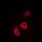 Adducin 1 antibody, orb224157, Biorbyt, Immunofluorescence image 