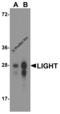 TNF Superfamily Member 14 antibody, RF16062, ProSci, Western Blot image 