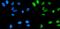 DNA Polymerase Alpha 1, Catalytic Subunit antibody, A04421-1, Boster Biological Technology, Immunofluorescence image 