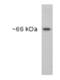 Calreticulin antibody, ALX-210-170-R100, Enzo Life Sciences, Western Blot image 