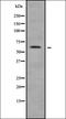 Tripartite Motif Containing 35 antibody, orb337684, Biorbyt, Western Blot image 
