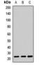 Peptidylprolyl Isomerase C antibody, LS-C667956, Lifespan Biosciences, Western Blot image 