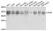 Eukaryotic Translation Initiation Factor 3 Subunit M antibody, MBS129018, MyBioSource, Western Blot image 