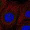 Ras Association Domain Family Member 7 antibody, PA5-67487, Invitrogen Antibodies, Immunofluorescence image 