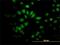 Salvador Family WW Domain Containing Protein 1 antibody, H00060485-M02, Novus Biologicals, Immunofluorescence image 