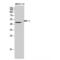 Bone Morphogenetic Protein 2 antibody, LS-C387751, Lifespan Biosciences, Western Blot image 